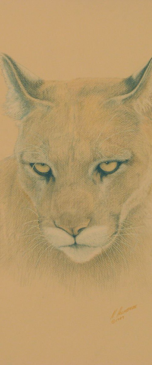 Cougar by Norman Holmberg