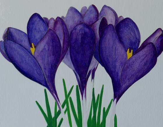 Purple Crocus