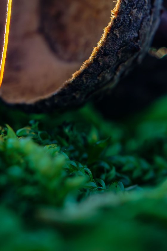 Mossy Love Story