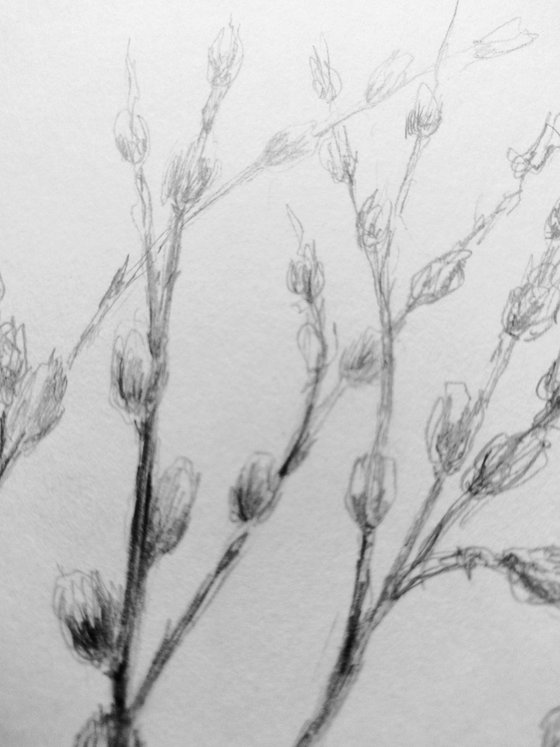 Spring Awakening.Sketch. Original pencil drawing.