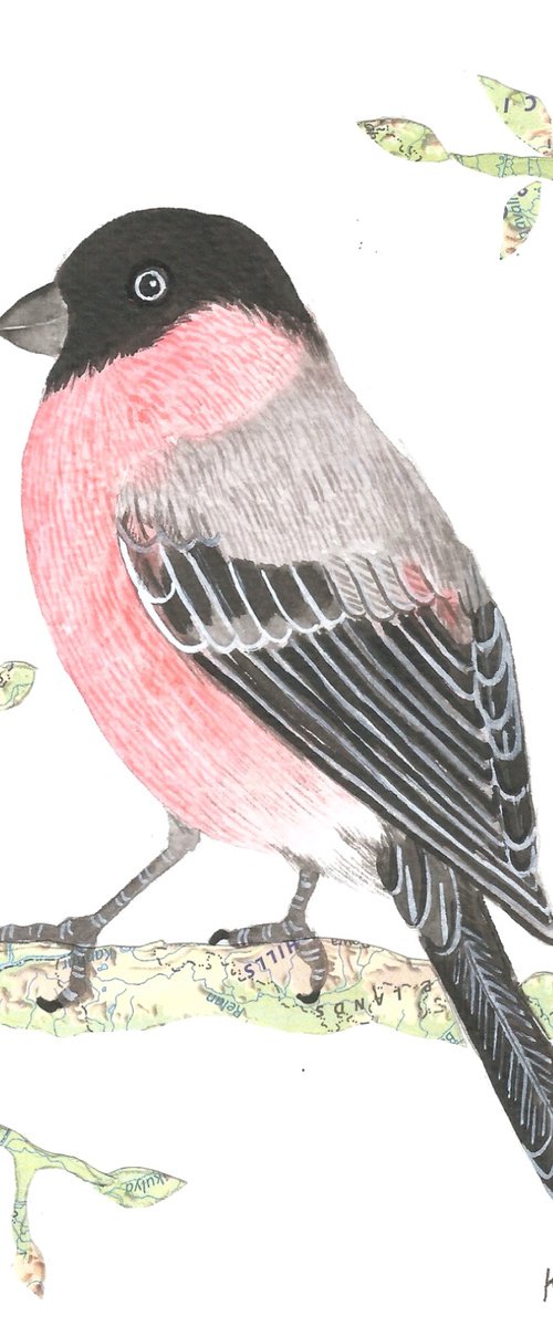 Bullfinch by Ketki Fadnis