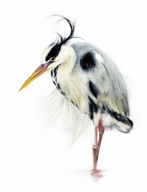 Grey heron -  19 x 25 in (50 x 65 cm) - Grey Heron Original Watercolor