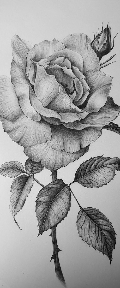 Rose by DIANA ARTY