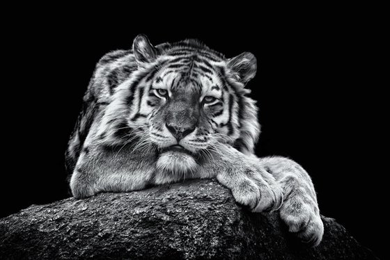 Relaxing Tiger