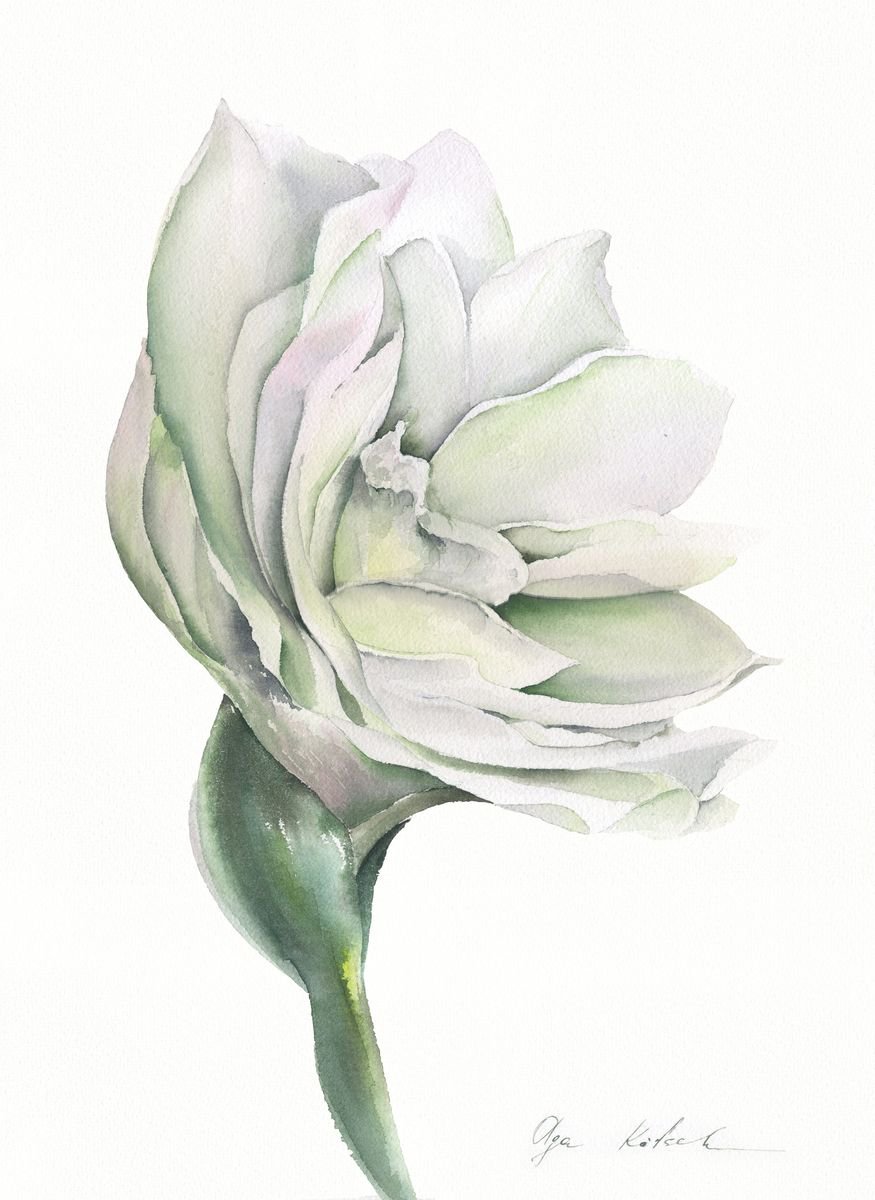 White Amaryllis by Olga Koelsch