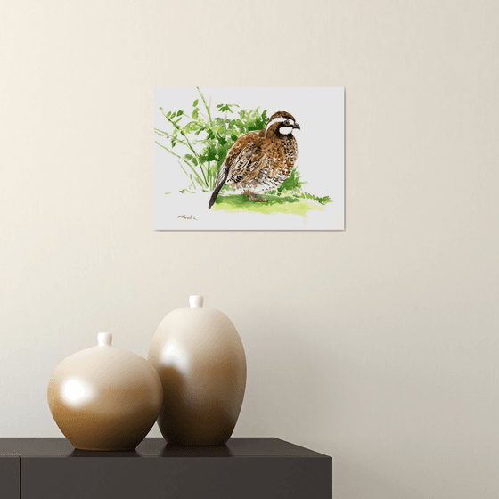 Bobwhite Quail