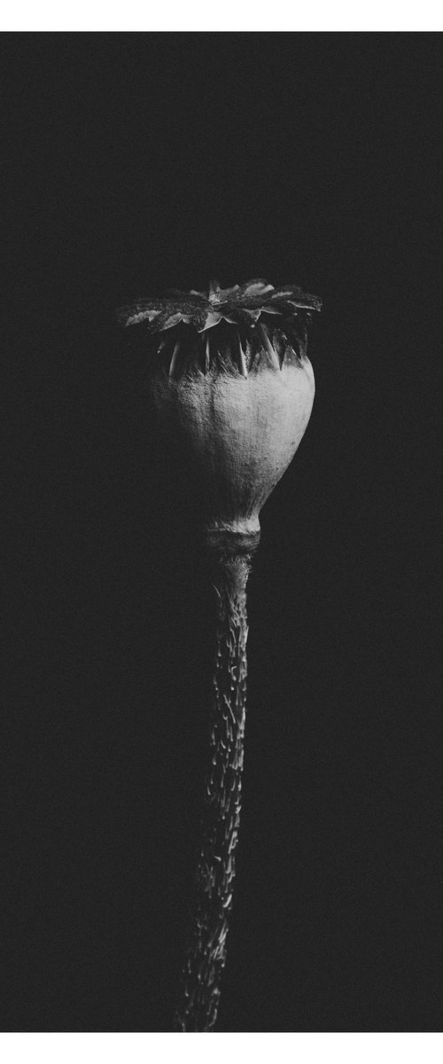 Poppy Head - black and white by V Sebastian