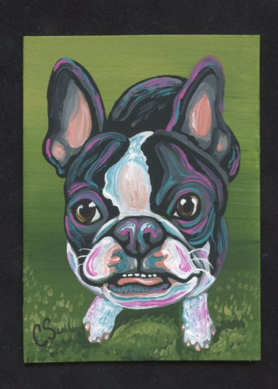 ACEO ATC Original Painting Boston Terrier Pet Dog Art-Carla Smale