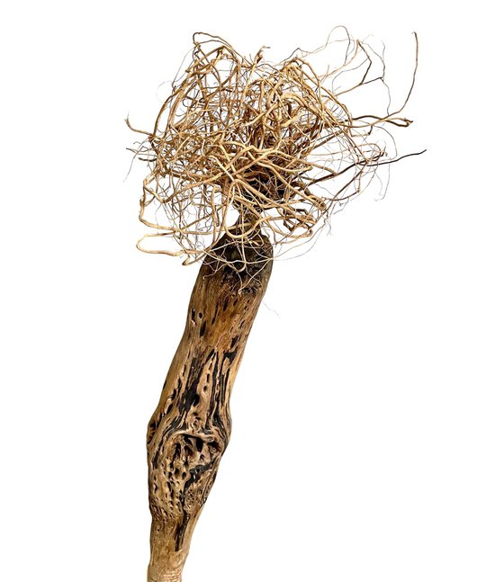 DRYAD