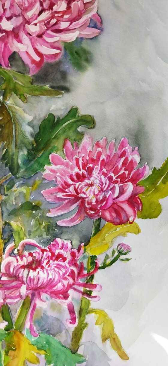 Pink Chrysanthemums Elegance