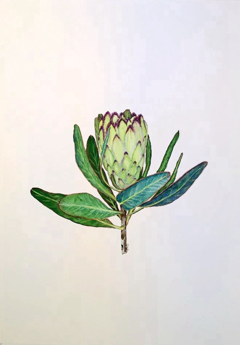 Protea neriifolia’ Limelight’ by Jing Tian