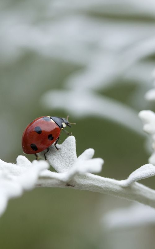 Happy Ladybug by Sonja  Čvorović