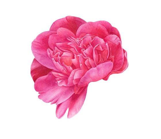 Pink Peony in frame