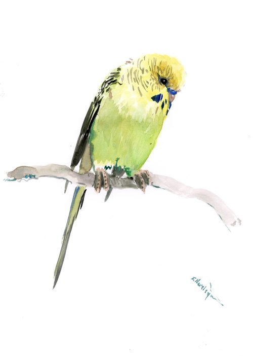 Budgie, Parakeet painting by Suren Nersisyan