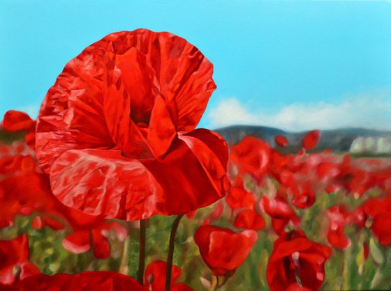 Corn poppies