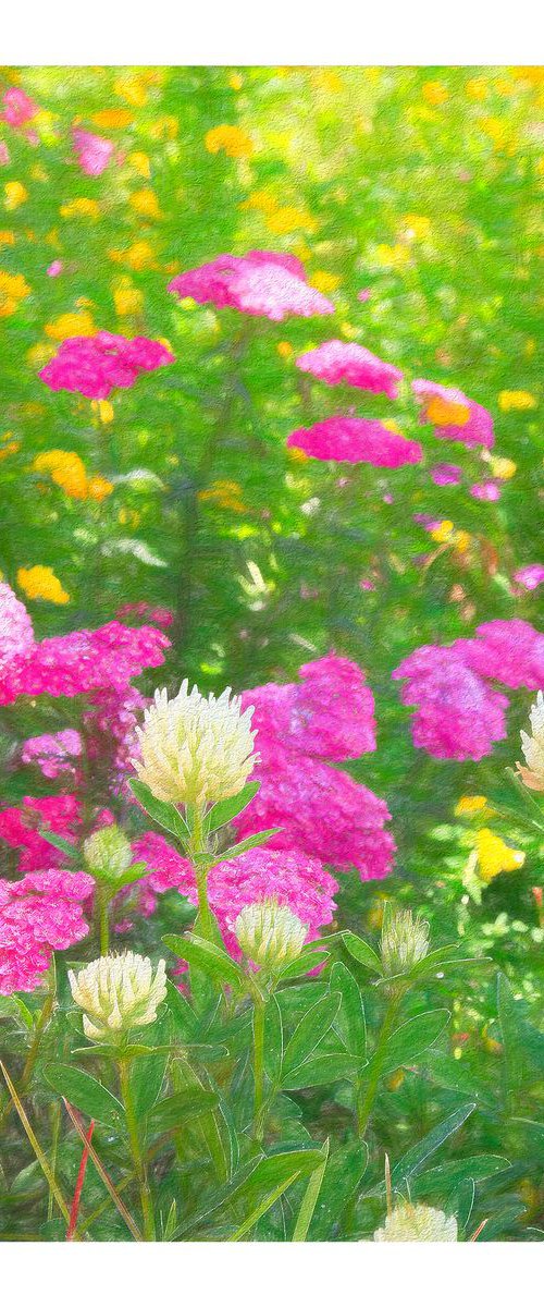 Wild Flowers by Martin  Fry