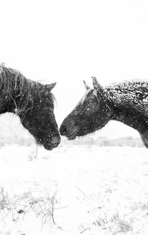 SNOW HORSES by Andrew Lever