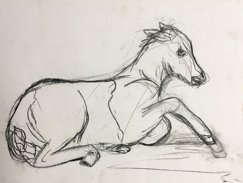 foal, young horse sketch by René Goorman