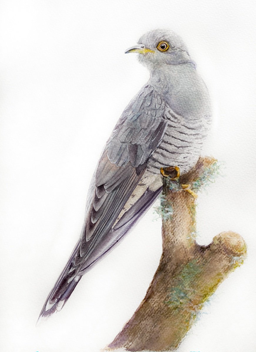 Photorealistic Watercolour , The Cuckoo By Tetiana Savchenko, 13 X 17, Artwork For Sale On Artfinder