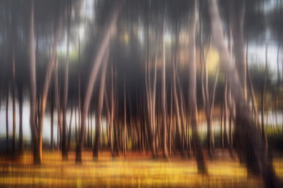 Shimmering pines