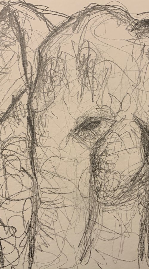 Elephants by Ryan  Louder