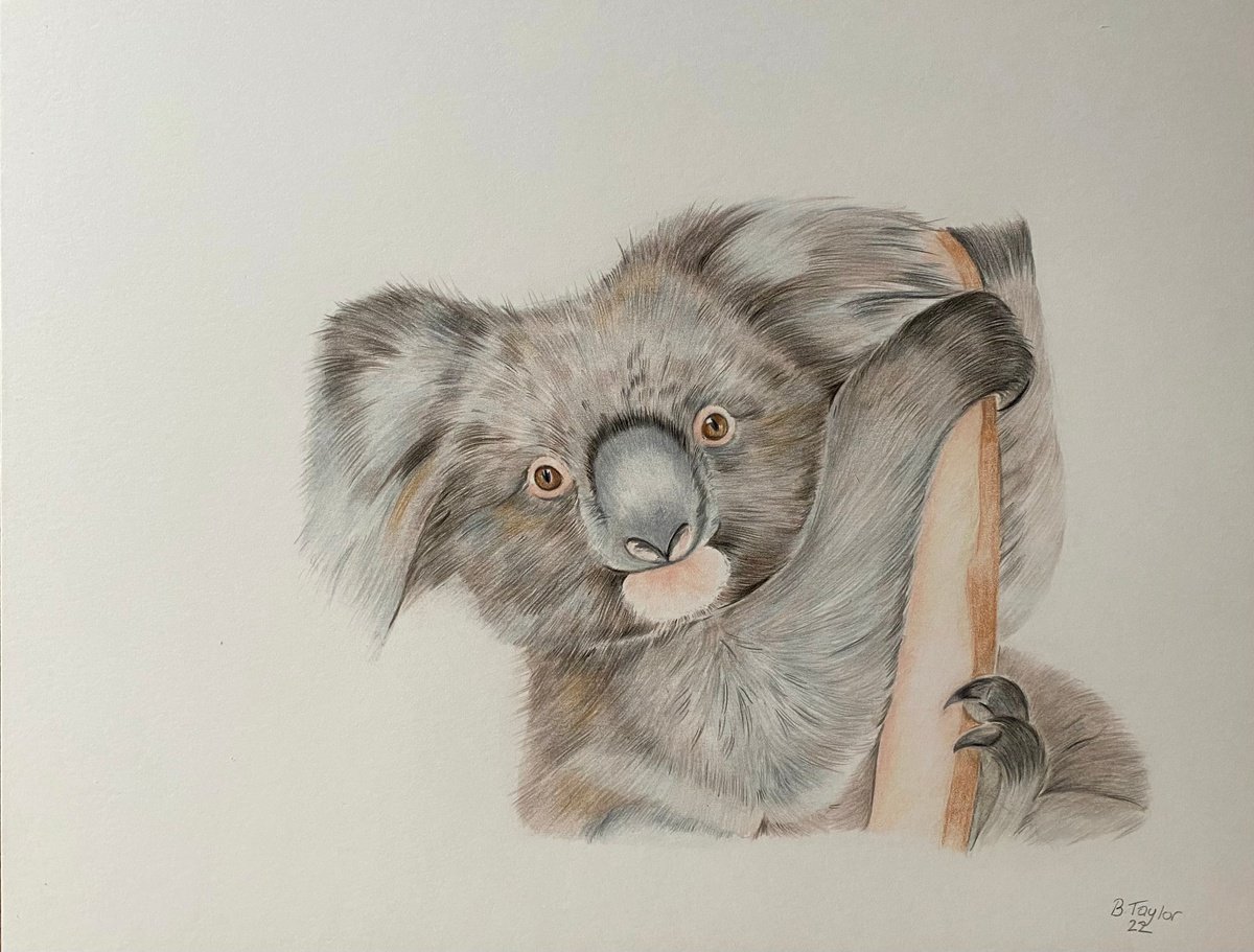 Koala pencil drawing on paper by Bethany Taylor