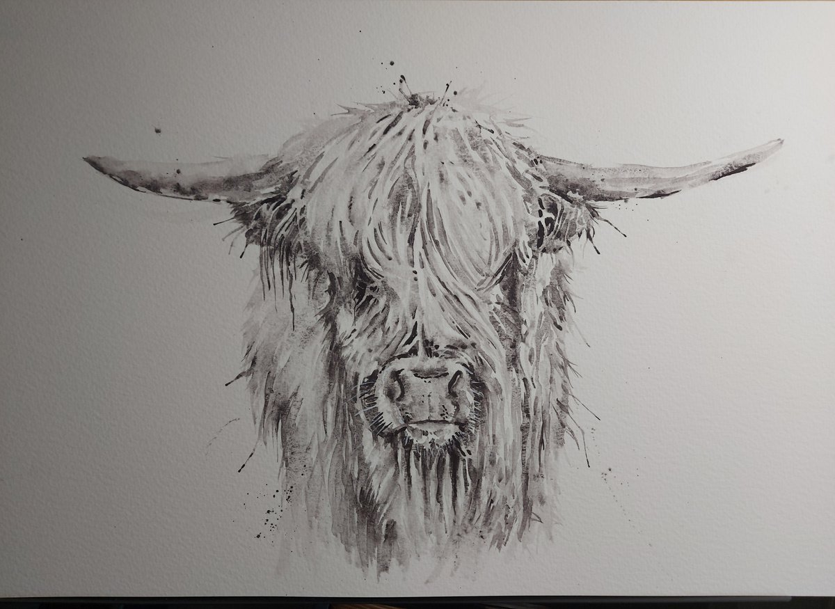 Highland cow portrait by Sue  Green