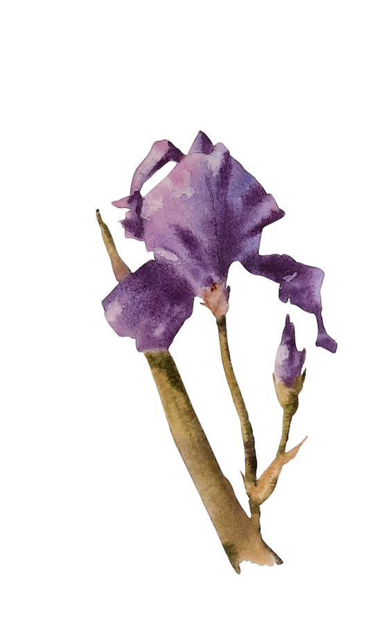 Introvet Iris - Original Watercolour  - UK Artist