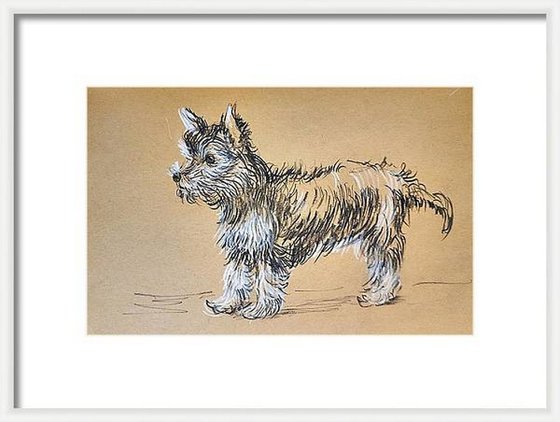 Yorkshire Terrier sketch