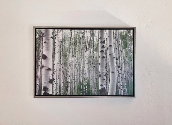 July Aspens on Canvas