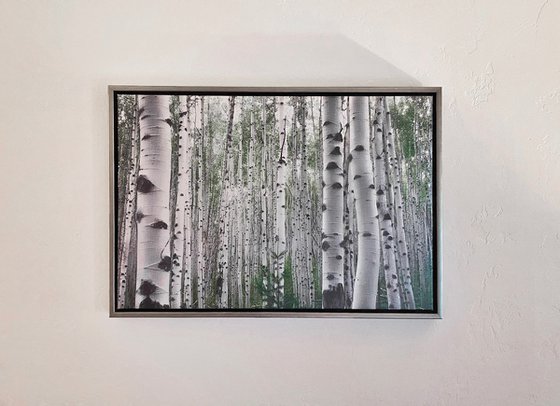 July Aspens on Canvas