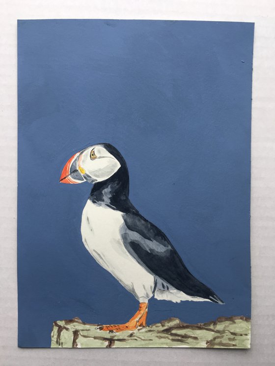 Puffin #4