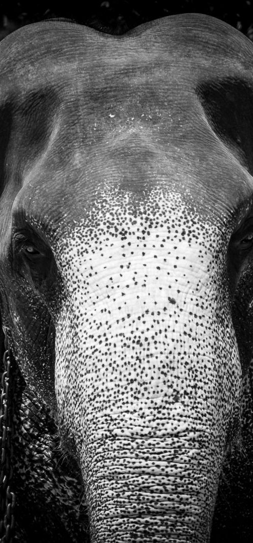 Indian Elephant - Sri Lanka by Stephen Hodgetts Photography
