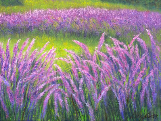 Lavender field in Provence