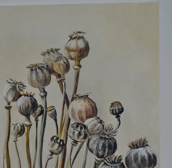 Pastel Poppy Pods