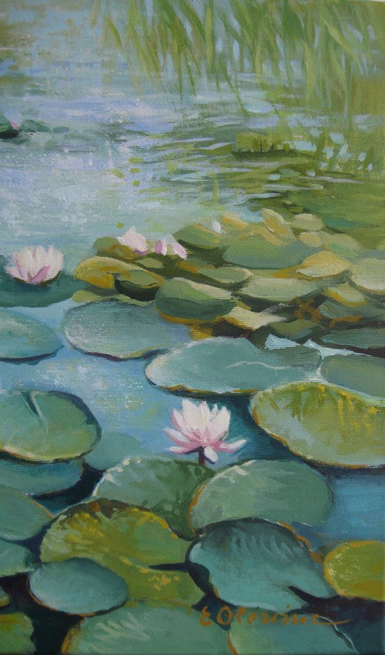 Water lily pond