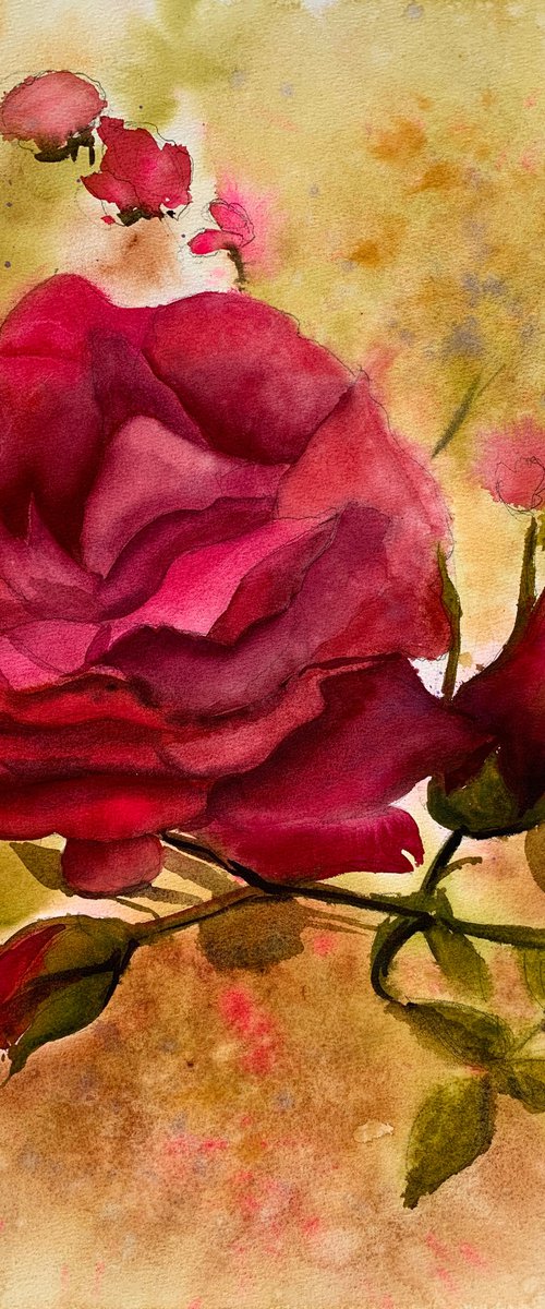 Rose. Red accent. by Evgenia Panova