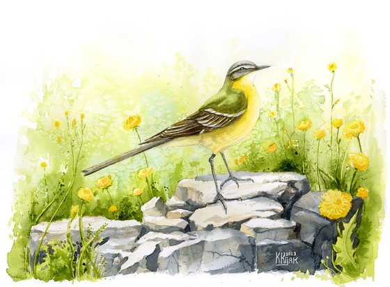 The western yellow wagtail