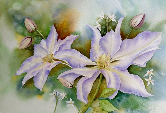 Lilac Clematis