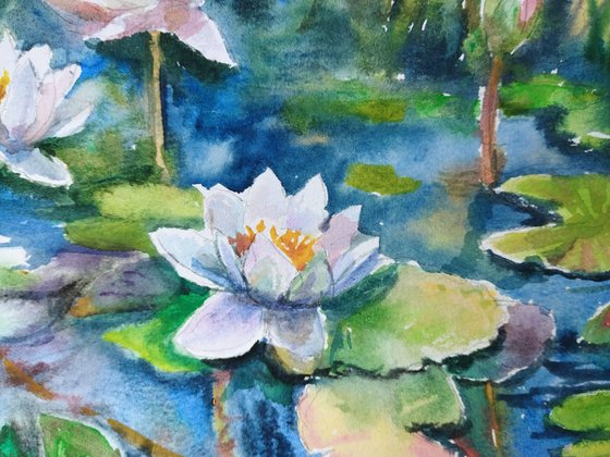 Serene water lilies