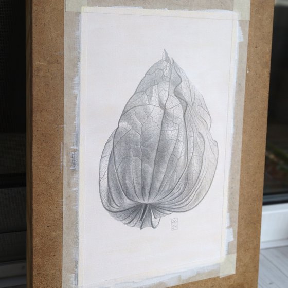 Physalis