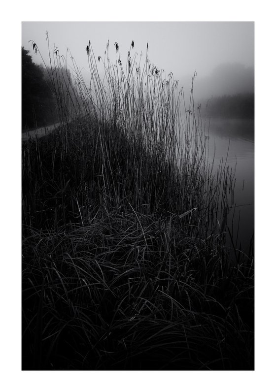 Reeds II