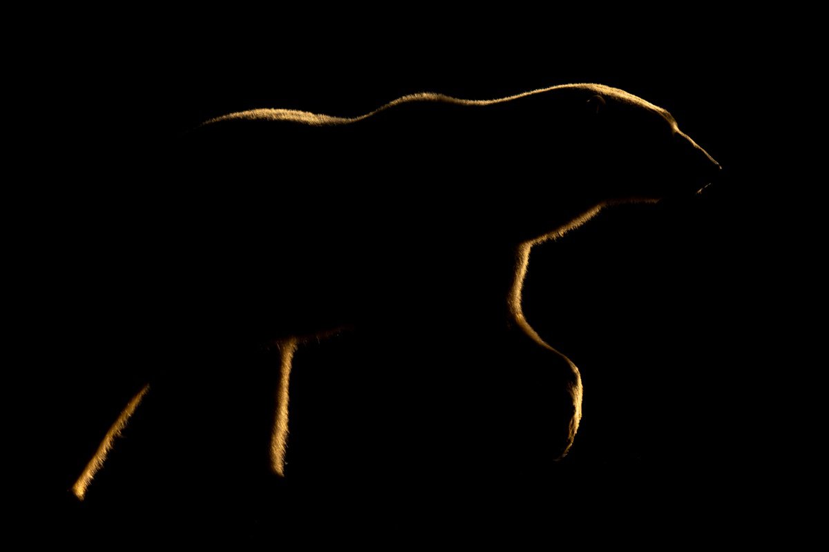 Photorealistic Animal Photograph By Nick Dale, 33 X 26", The Pointer, Original Artwork