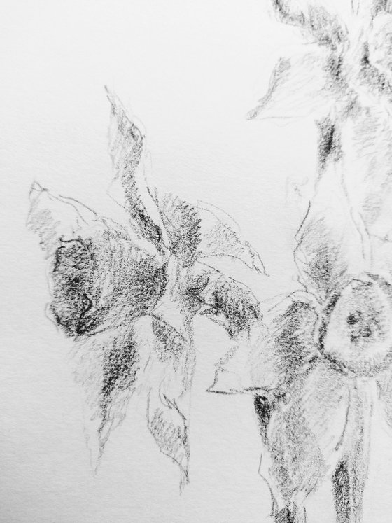 Daffodils #1. Original pencil drawing