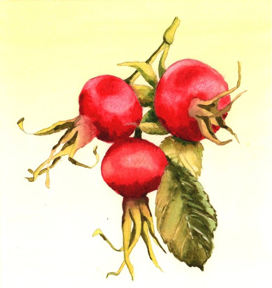 Ruby Rosehips