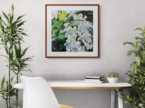 Bright White Rhododendrons