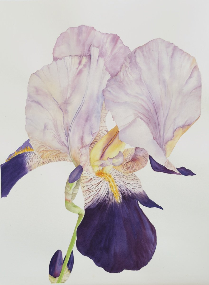 Impressionistic Botanical Watercolour By Carol Staines, 24 X 31, Soft Iris, Original Artwork