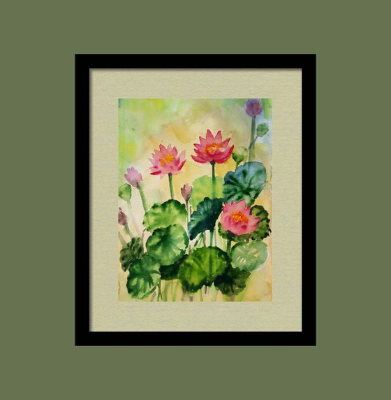 Sunset Water lilies 2