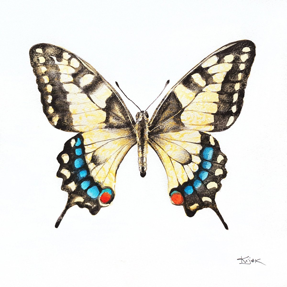 The Swallowtail butterfly, 30x30cm, wildlife watercolour painting by Karolina Kijak