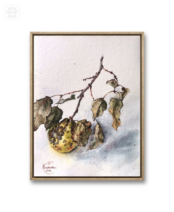 Branche de coing, 2